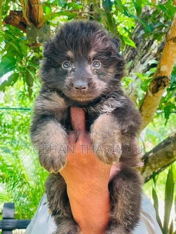 Lion Shepherd Male Puppy
