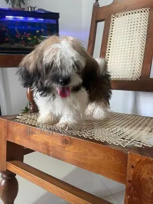 Shih Tzu Puppies