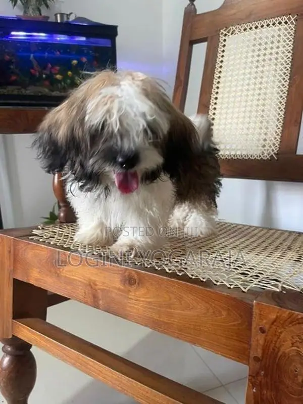 Shih Tzu Puppies
