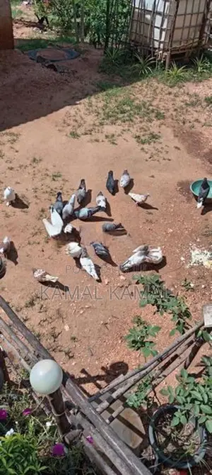 புறா