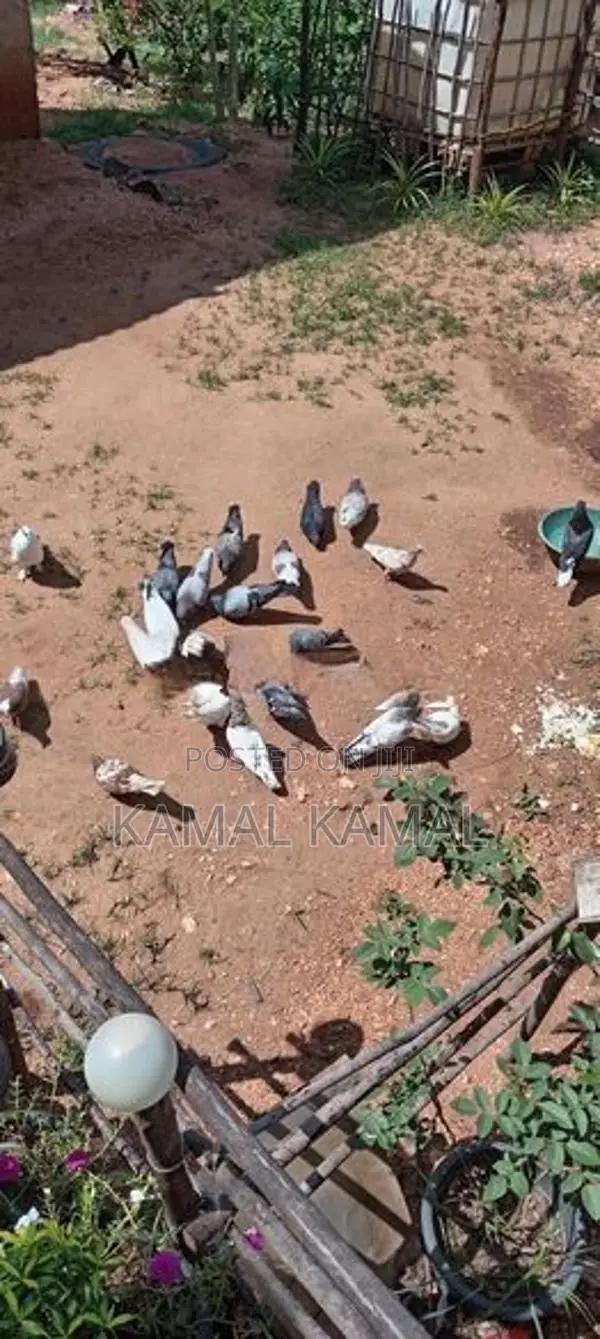 புறா