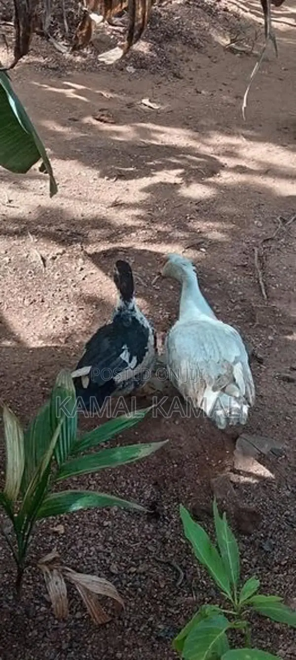 Farm Ducks