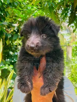 Lion Shepherd Male Puppy