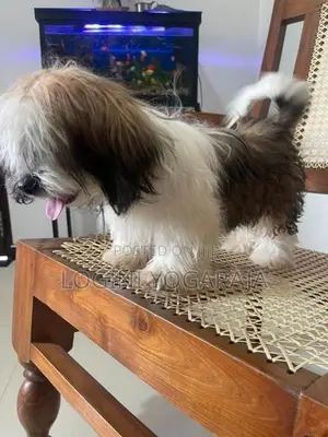 Shih Tzu Puppies