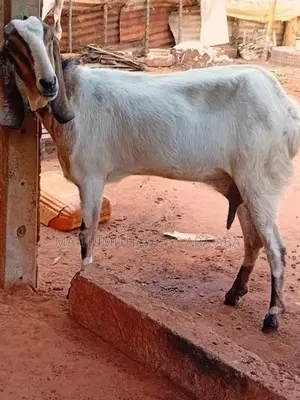 Farm Goat