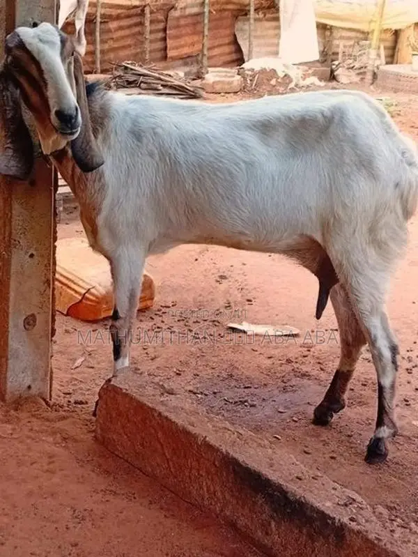 Farm Goat