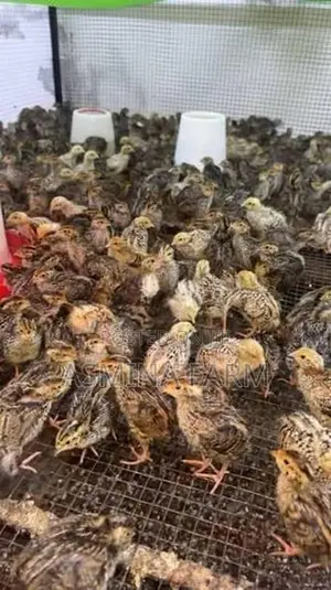 Watu Kurullu