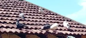 புறா