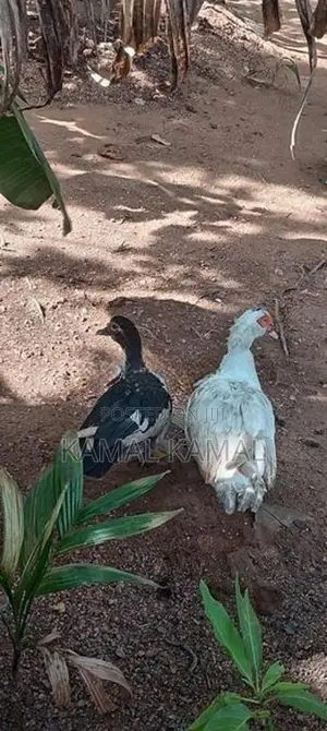 Farm Ducks