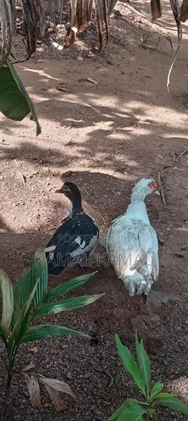 Farm Ducks