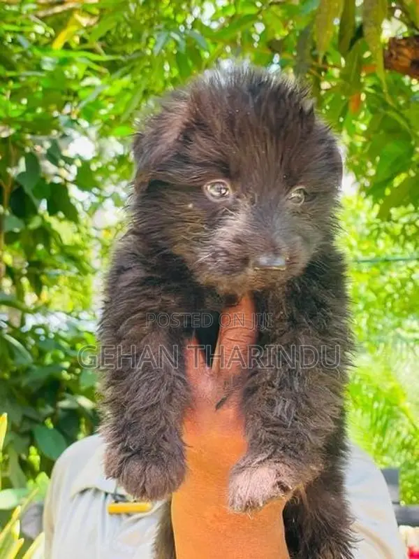 Lion Shepherd Male Puppy