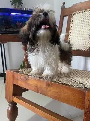 Shih Tzu Puppies