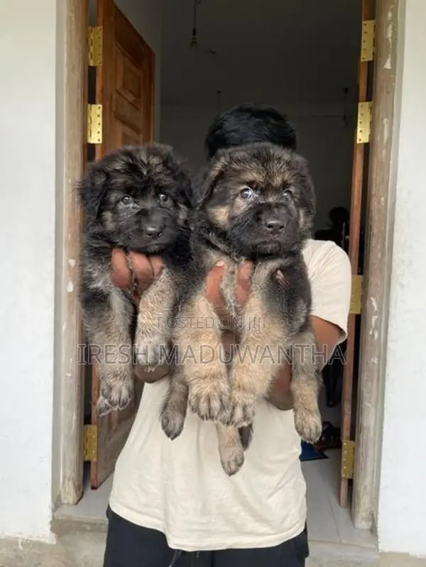 German Shepherd Long Coat Puppies