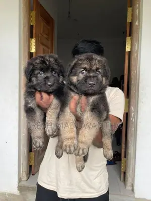 German Shepherd Long Coat Puppies
