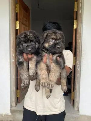 German Shepherd Long Coat Puppies