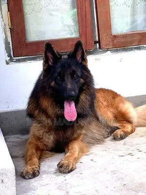 German Shepherd Long Coat Puppies