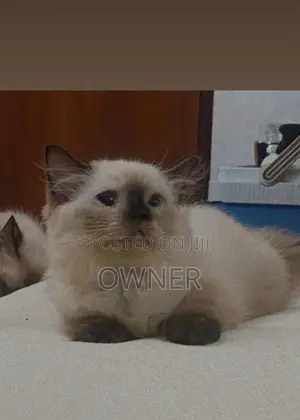Purebred Long Coat Himalayan Kittens