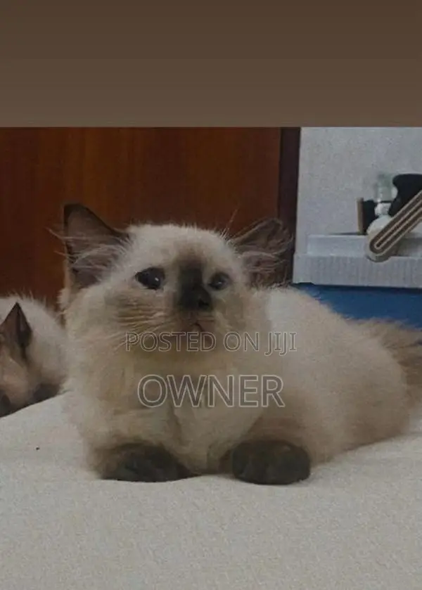 Purebred Long Coat Himalayan Kittens
