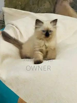 Purebred Long Coat Himalayan Kittens