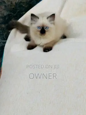 Purebred Long Coat Himalayan Kittens
