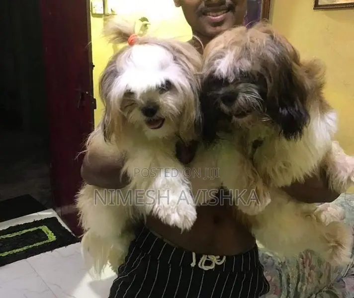 Shih Tzu Puppies