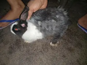 Angora Mix Female Rabbit