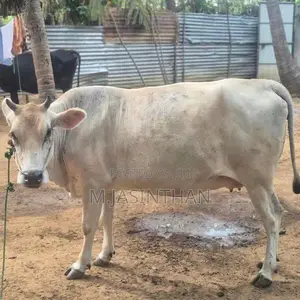 கன்னி நிறைமாத சினை மாடுகள்.