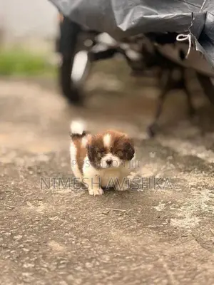 Shih Tzu Puppies