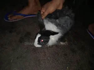 Angora Mix Female Rabbit