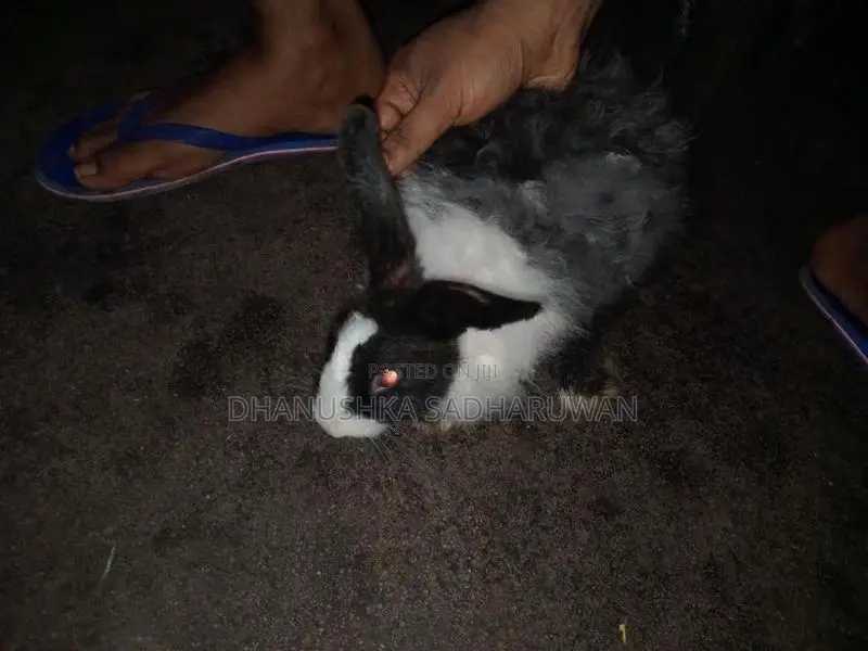 Angora Mix Female Rabbit
