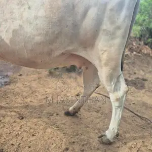 கன்னி நிறைமாத சினை மாடுகள்.