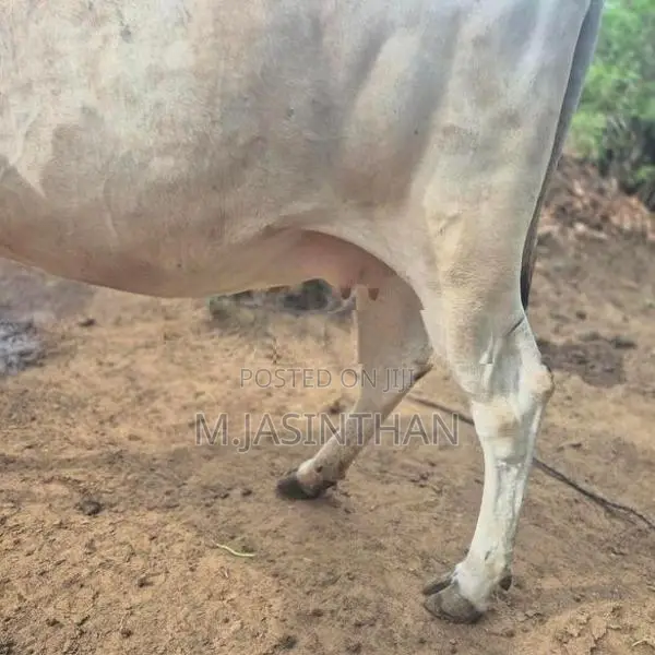 கன்னி நிறைமாத சினை மாடுகள்.