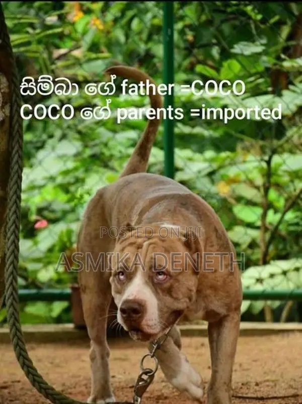 අමෙරිකන් බුලී බල්ලක් විකිණීමට තිබේ