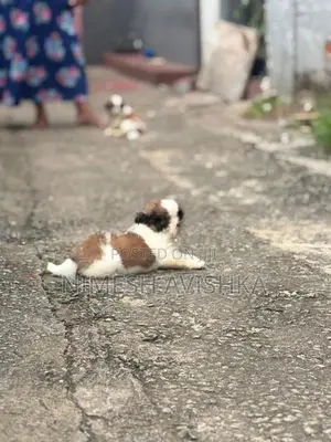 Shih Tzu Puppies