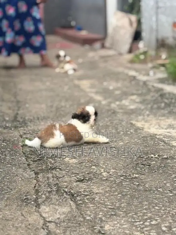 Shih Tzu Puppies