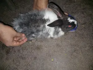 Angora Mix Female Rabbit