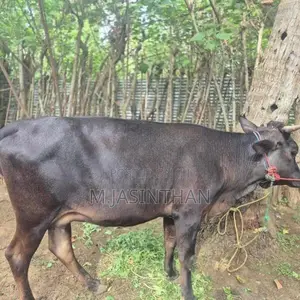 கன்னி நிறைமாத சினை மாடுகள்.