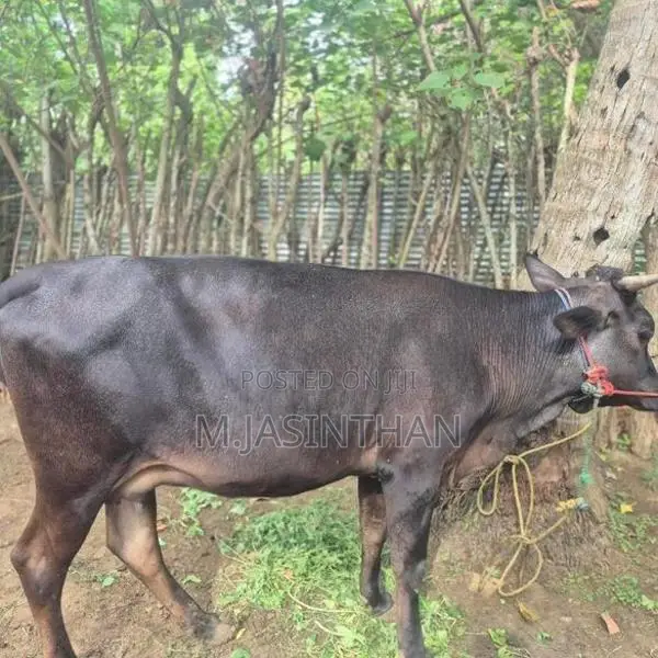 கன்னி நிறைமாத சினை மாடுகள்.
