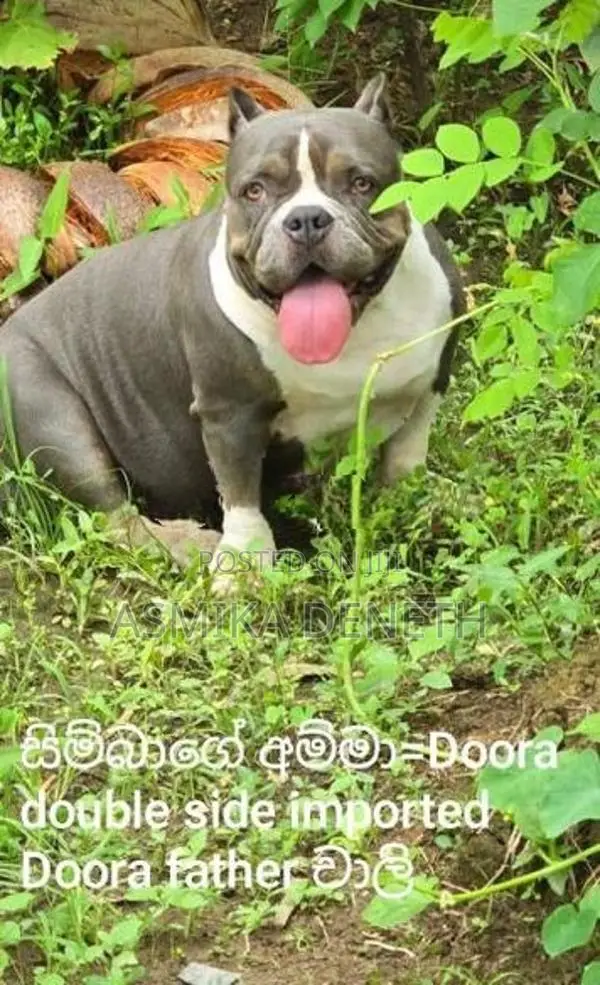 අමෙරිකන් බුලී බල්ලක් විකිණීමට තිබේ