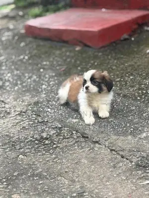 Shih Tzu Puppies