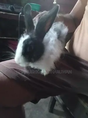 Angora Mix Female Rabbit