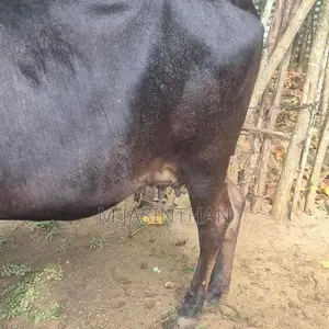கன்னி நிறைமாத சினை மாடுகள்.