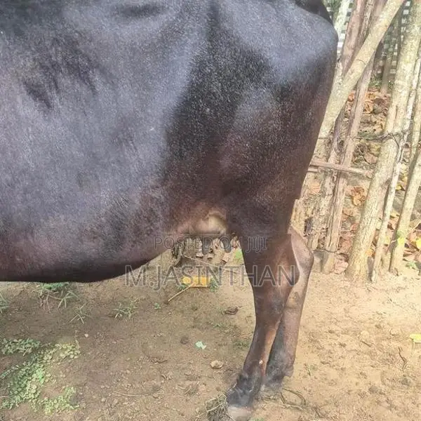 கன்னி நிறைமாத சினை மாடுகள்.
