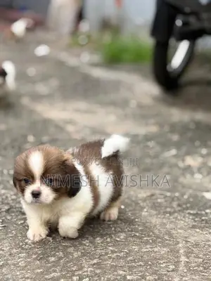 Shih Tzu Puppies