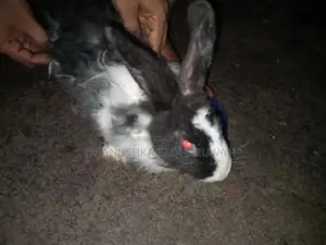 Angora Mix Female Rabbit