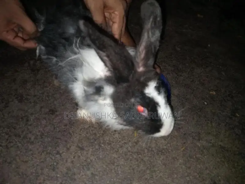 Angora Mix Female Rabbit