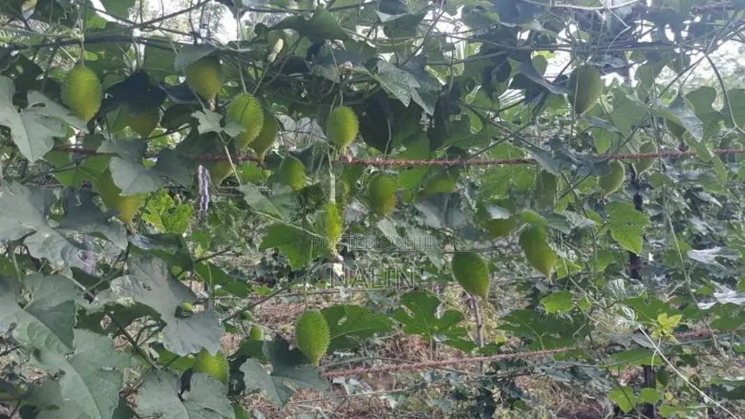 තුඹ කරවිල පැල