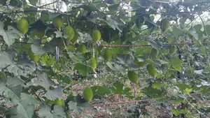 තුඹ කරවිල පැල