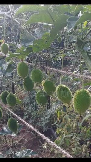 තුඹ කරවිල පැල