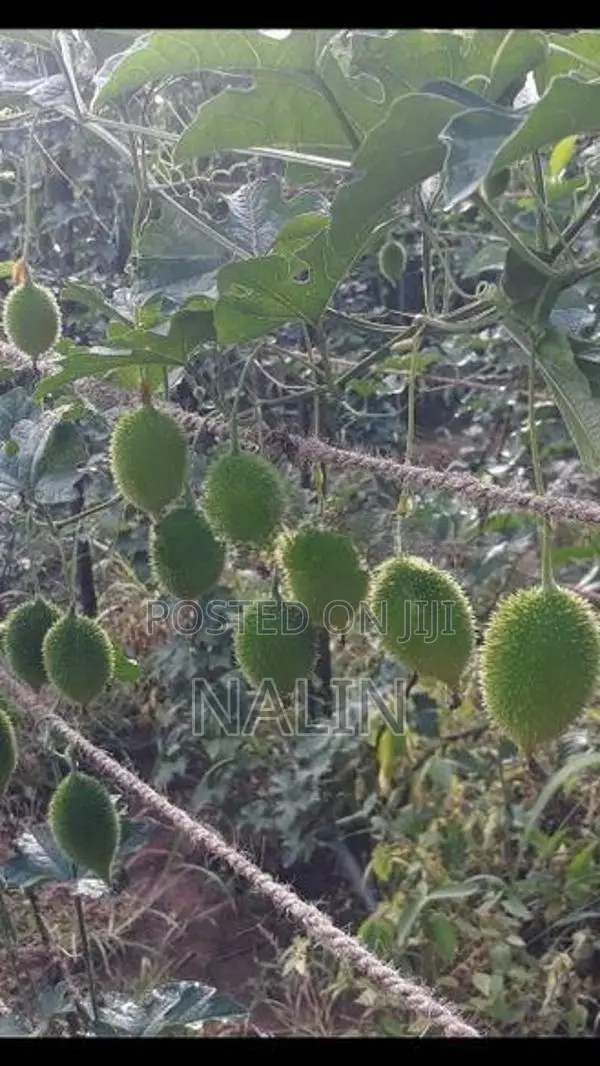 තුඹ කරවිල පැල